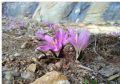 Colchicum bulbocodium